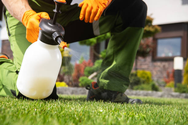 Best Rat Extermination Near Me  in Bridgeview, IL