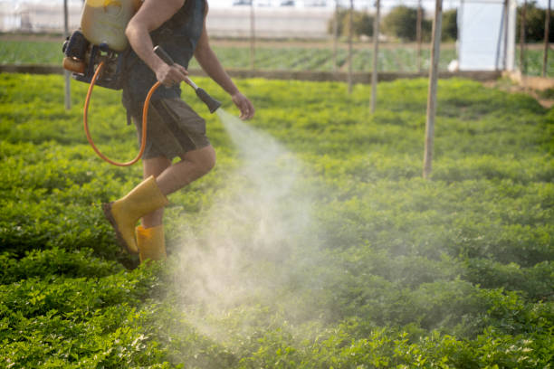 Best Affordable Pest Control Services  in Bridgeview, IL