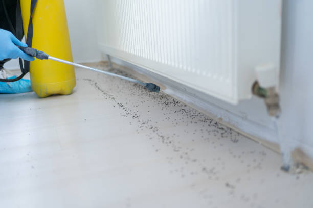 Best Bed Bug Extermination  in Bridgeview, IL